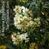 Syzygium zeylanicum, Eugenia zeylanica, Eugenia spicata, Spicate Eugenia, Kelat Nasi Nasi, Kelat Nenasi

Click to see full-size image