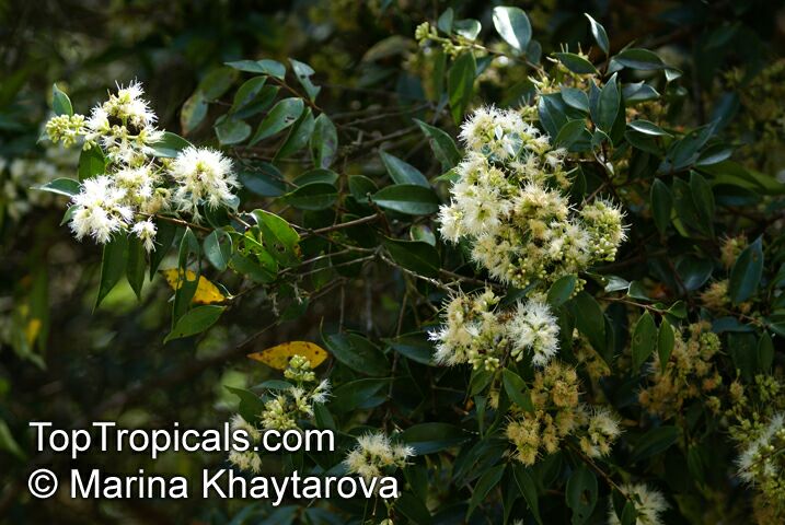 Syzygium zeylanicum, Eugenia zeylanica, Eugenia spicata, Spicate Eugenia, Kelat Nasi Nasi, Kelat Nenasi