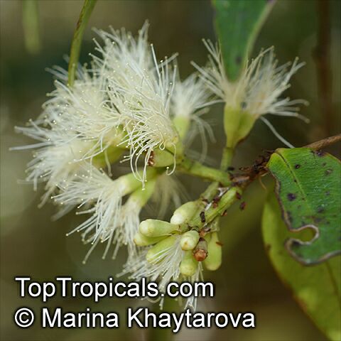 Syzygium zeylanicum, Eugenia zeylanica, Eugenia spicata, Spicate Eugenia, Kelat Nasi Nasi, Kelat Nenasi