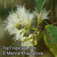 Syzygium zeylanicum, Eugenia zeylanica, Eugenia spicata, Spicate Eugenia, Kelat Nasi Nasi, Kelat Nenasi

Click to see full-size image