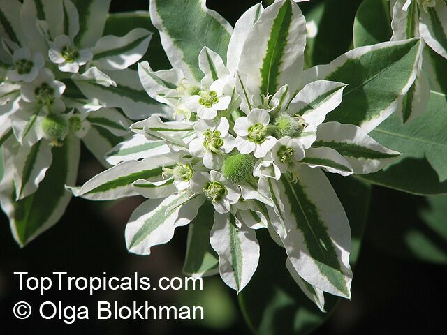 Euphorbia marginata, Snow-on-the-mountain, Smoke-on-the-prairie, Variegated Spurge, Mountain Spurge