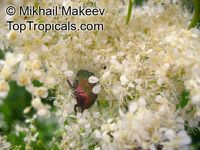 Filipendula ulmaria, Meadowsweet