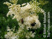 Filipendula ulmaria, Meadowsweet
