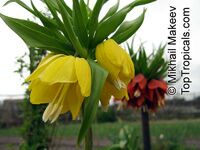 Fritillaria sp., Fritillaria