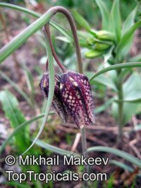 Fritillaria sp., Fritillaria