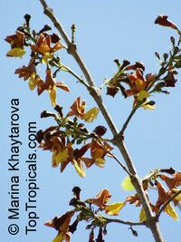 Gmelina arborea , Gamhar

Click to see full-size image