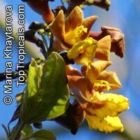 Gmelina arborea , Gamhar

Click to see full-size image