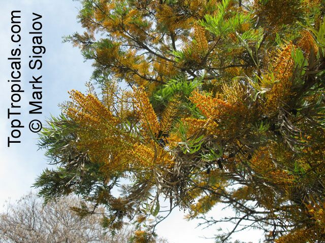 Grevillea robusta, Silky Oak