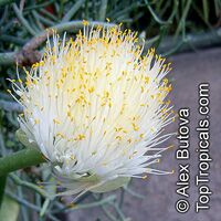 Haemanthus albiflos , Paint Brush

Click to see full-size image