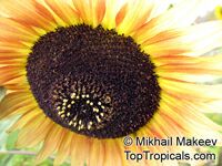 Helianthus annuus, Sunflower

Click to see full-size image