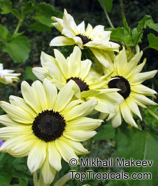 Helianthus annuus, Sunflower. Helianthus annuus 'Vanilla Ice'