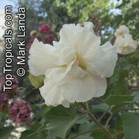Hibiscus mutabilis, Confederate Rose, Cotton Rose, Common Rose Mallow