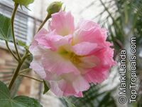 Hibiscus mutabilis, Confederate Rose, Cotton Rose, Common Rose Mallow