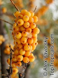 Hippophae rhamnoides, Sea Buckthorn

Click to see full-size image