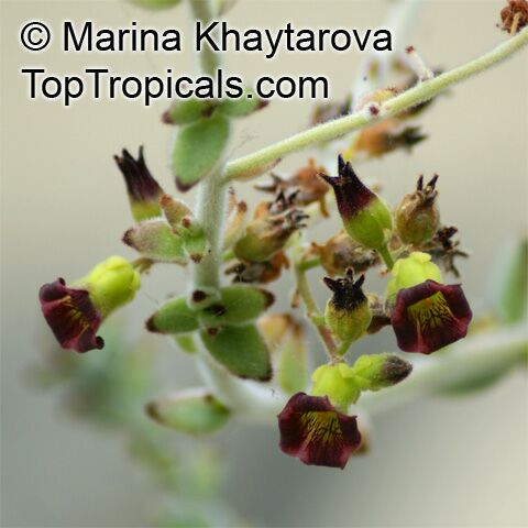Kalanchoe tomentosa, Pussy Ears, Panda Plant