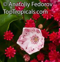 Kalmia latifolia, Calico Bush, Mountain Laurel, Poison Ivy, Spoonwood

Click to see full-size image