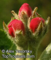 Malus x domestica, Low Chill Apple

Click to see full-size image