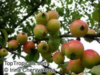 Malus x domestica, Low Chill Apple