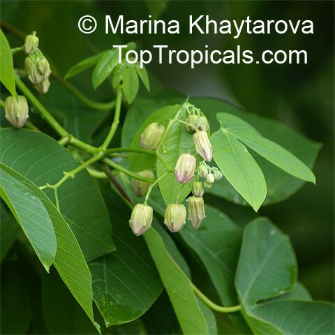 Manihot glaziovii , Tree Cassava, Ceara Rubber Tree 