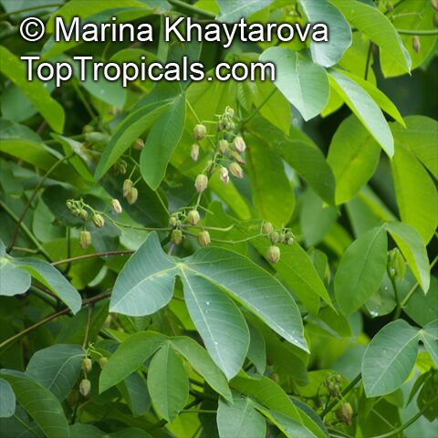 Manihot glaziovii , Tree Cassava, Ceara Rubber Tree 