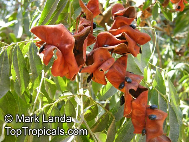 Pararchidendron pruinosum, Snow Wood, Tulip Siris, Monkey's Earrings