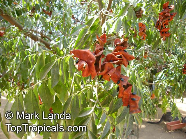 Pararchidendron pruinosum, Snow Wood, Tulip Siris, Monkey's Earrings