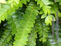 Phyllanthus buxifolius, Phyllanthus

Click to see full-size image