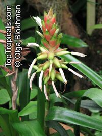 Pitcairnia maidifolia , Bromeliad

Click to see full-size image