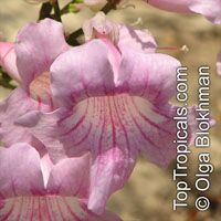 Podranea brycei, Zimbabwe Creeper, Queen-Of-Sheba Vine

Click to see full-size image
