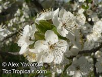 Prunus x domestica, Plum

Click to see full-size image