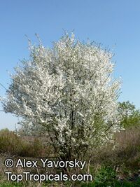Prunus x domestica, Plum

Click to see full-size image