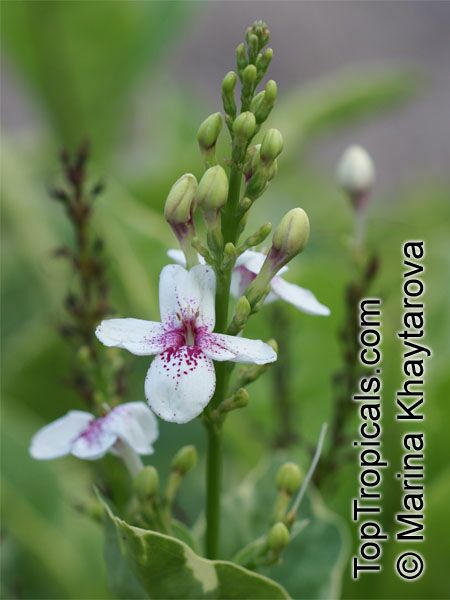 Pseuderanthemum carruthersii var. atropurpureum 'Variegatum', Pseuderanthemum variegatum, Variegated False Eranthemum