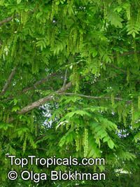 Pterocarya fraxinifolia, Caucasian Wingnut

Click to see full-size image