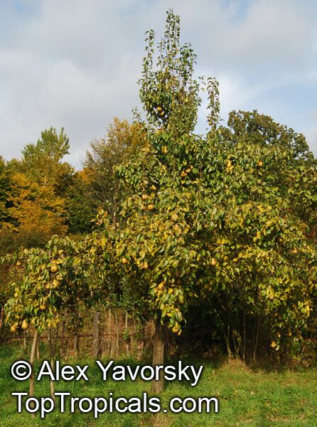 Pyrus sp., Southern Pear