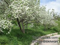 Pyrus sp., Southern Pear

Click to see full-size image