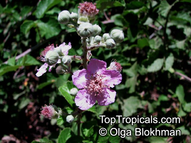 Rubus sp., Raspberrie, Blackberrie, Dewberrie