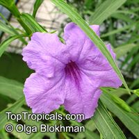 Ruellia simplex, Ruellia brittoniana, Mexican petunia, Mexican Blue Bell

Click to see full-size image
