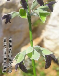 Salvia discolor, Andean Sage

Click to see full-size image