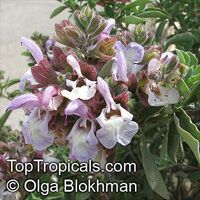 Salvia dolomitica, South African Sage

Click to see full-size image