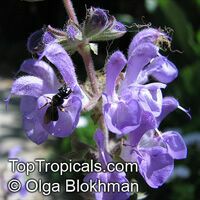 Salvia sp., Garden Sage

Click to see full-size image