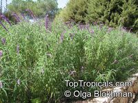 Salvia leucantha, Mexican Bush Sage, Mexican Sage, Velvet Sage

Click to see full-size image