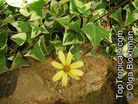 Senecio macroglossus, Flowering Ivy, Cape Ivy, Natal Ivy, Wax Vine

Click to see full-size image