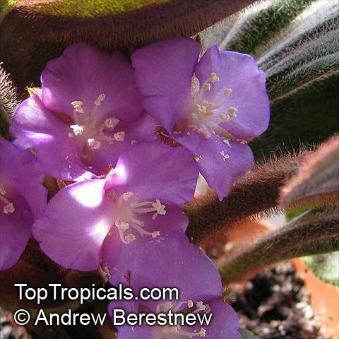 Siderasis fuscata, Brown Spiderwort, Bears Ears