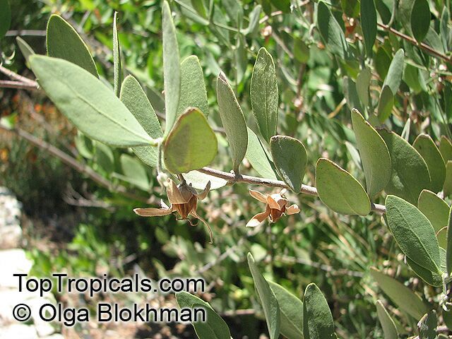 Simmondsia chinensis, Jojoba, Goatnut
