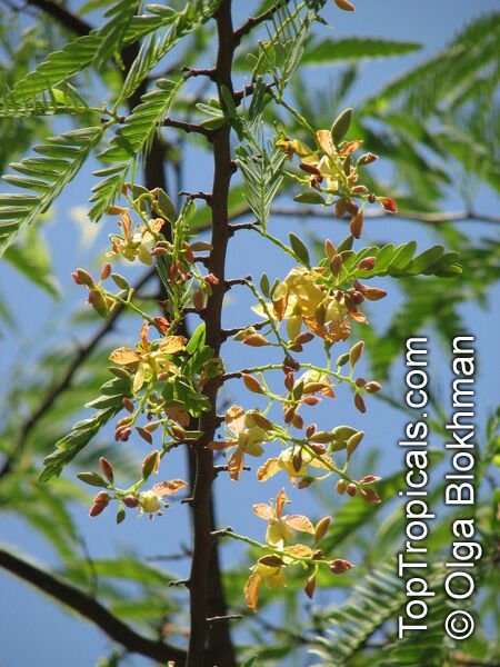 Tamarind flowers