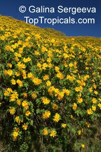 Tithonia diversifolia - Sunflower tree

Click to see full-size image