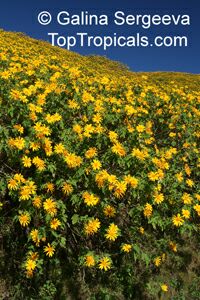 Tithonia diversifolia - Sunflower tree