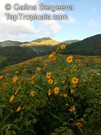 Tithonia diversifolia, Sunflower Tree, Tree Marigold, Wild Sunflower . Wild Sunflower Field in Thailand