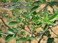 Zanthoxylum americanum, American Prickly Ash, Toothache Tree

Click to see full-size image
