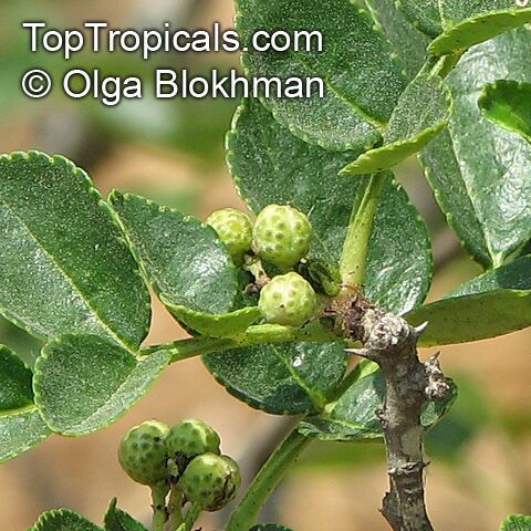 Zanthoxylum americanum, American Prickly Ash, Toothache Tree